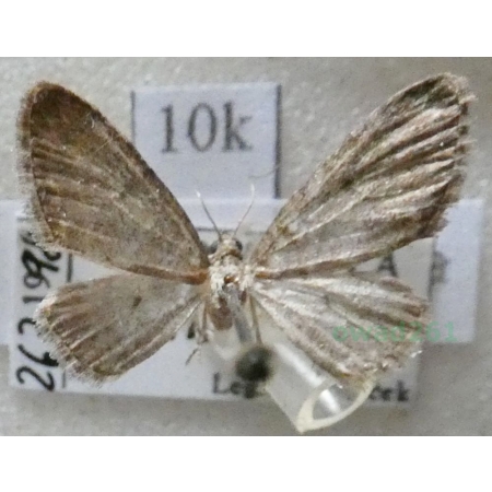 Eupithecia virgaureata Doubleday, 1861 Grotnik nawłociak Slovakia10k